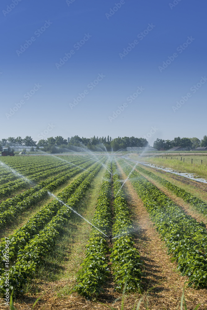 Irrigation at the field