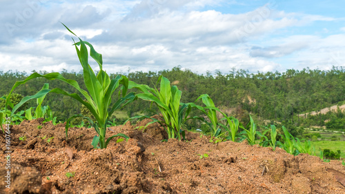 Corn Fields - Agriculture Photo Theme. Small Corn Plants.