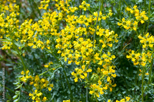Summer yellow wild flowers