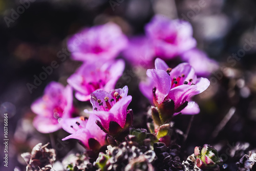 Close-up pink purple arctic flower on the island of Svalbard Spitsbergen in the city of Longyearbyen  in summer photo