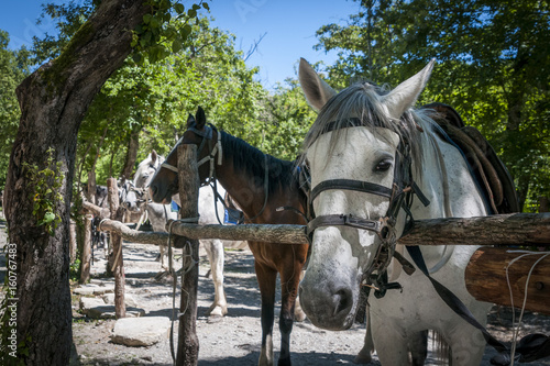 horses on the farm © skorikova