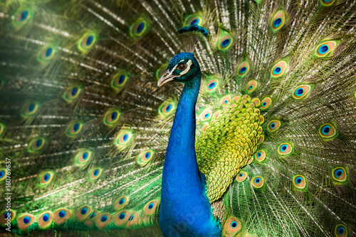 Rad schlagender Pfau