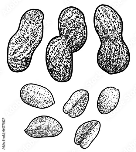 Peanut illustration, drawing, engraving, ink, line art, vector