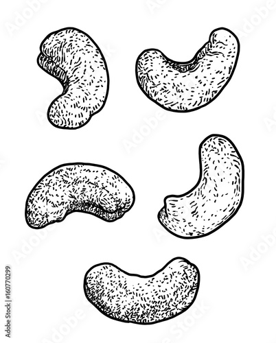 Cashew illustration, drawing, engraving, ink, line art, vector