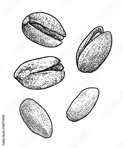 Pistachios illustration, drawing, engraving, ink, line art, vector