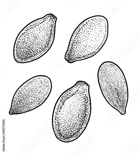 Pumpkin seed illustration, drawing, engraving, ink, line art, vector