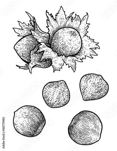Hazelnut illustration, drawing, engraving, ink, line art, vector