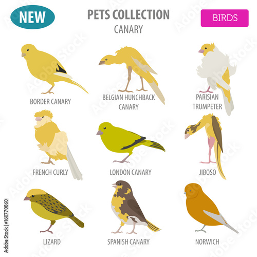 Canary breeds icon set flat style isolated on white. Pet birds collection. Create own infographic about pets