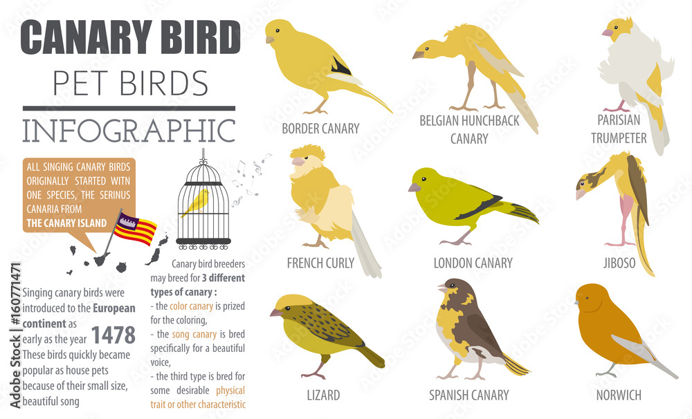 Canary breeds icon set flat style isolated on white. Pet birds
