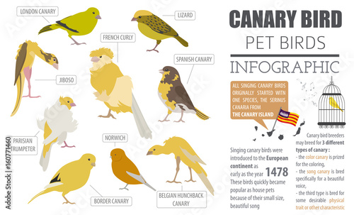 Canary breeds icon set flat style isolated on white. Pet birds collection. Create own infographic about pets photo