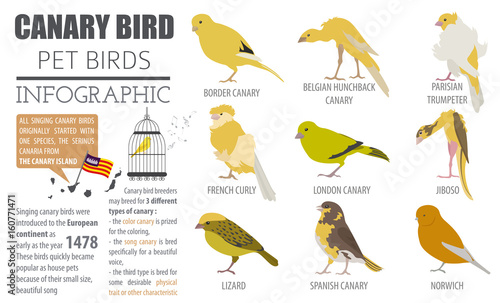 Canary breeds icon set flat style isolated on white. Pet birds collection. Create own infographic about pets