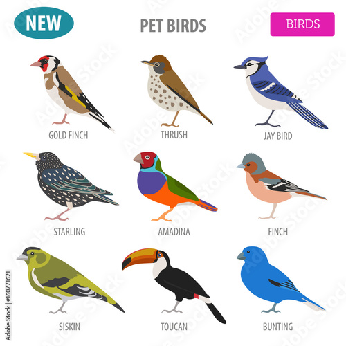 Pet birds collection, breeds icon set flat style isolated on white. Create own infographic about pets
