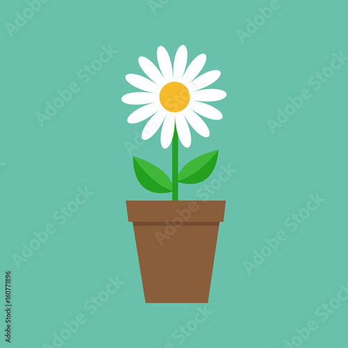 White daisy chamomile in pot. Cute flower plant collection. Love card. Camomile icon Growing concept. Flat design. Green background. Isolated.