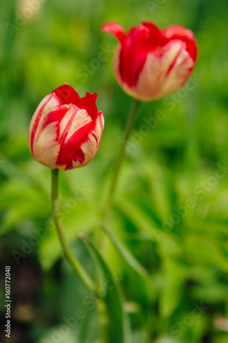 Red tulips. Spring landscape.