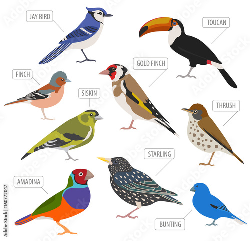 Pet birds collection,  breeds icon set flat style isolated on white.  Create own infographic about pets