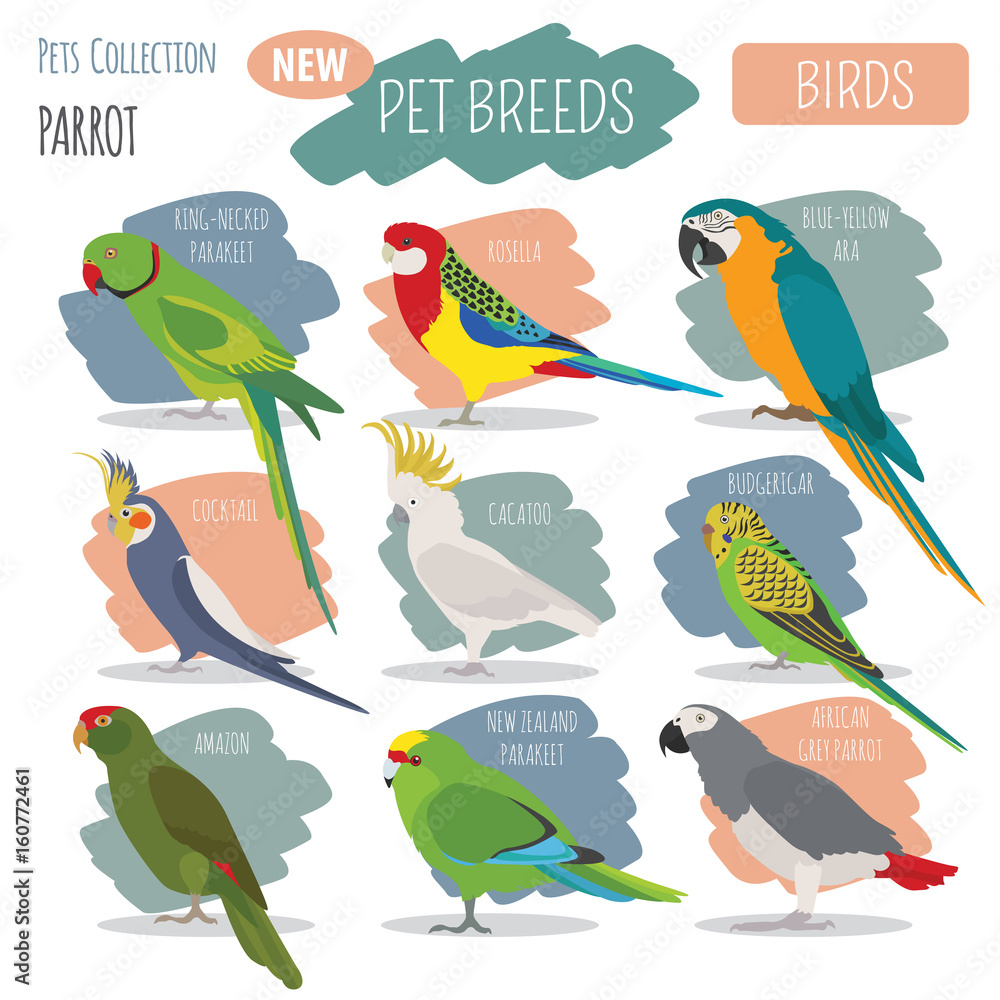 Obraz premium Parrot breeds icon set flat style isolated on white. Pet birds collection. Create own infographic about pets