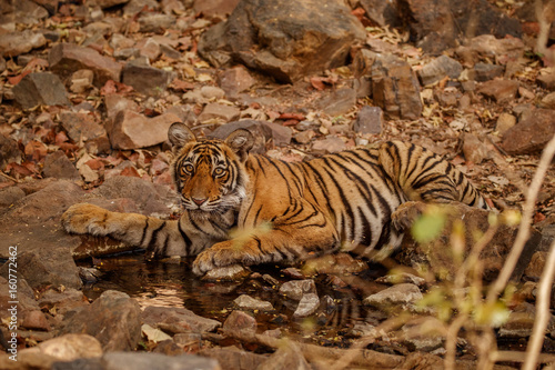 Tiger cub in the nature habitat. Tiger cub drinking water. Wildlife scene with danger animal. Hot summer in Rajasthan  India. Dry trees with beautiful indian tiger. Panthera tigris
