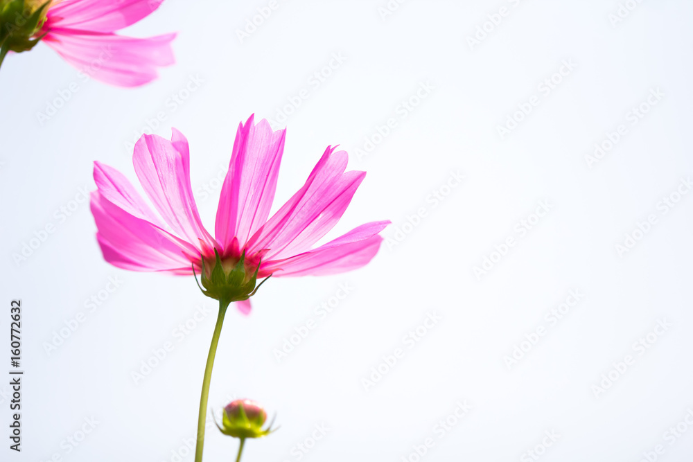 Close up view beautiful pink flower cosmos isolating on white background. Close up view beautiful pink flower cosmos isolating on white background.