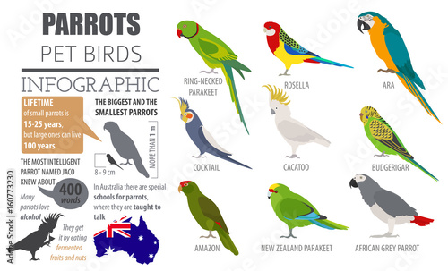 Parrot breeds icon set flat style isolated on white. Pet birds collection. Create own infographic about pets