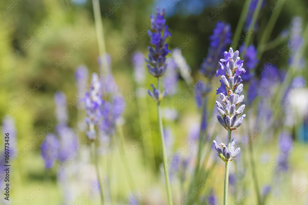 lavender blooming outdoor flower lavender blooming outdoor flower