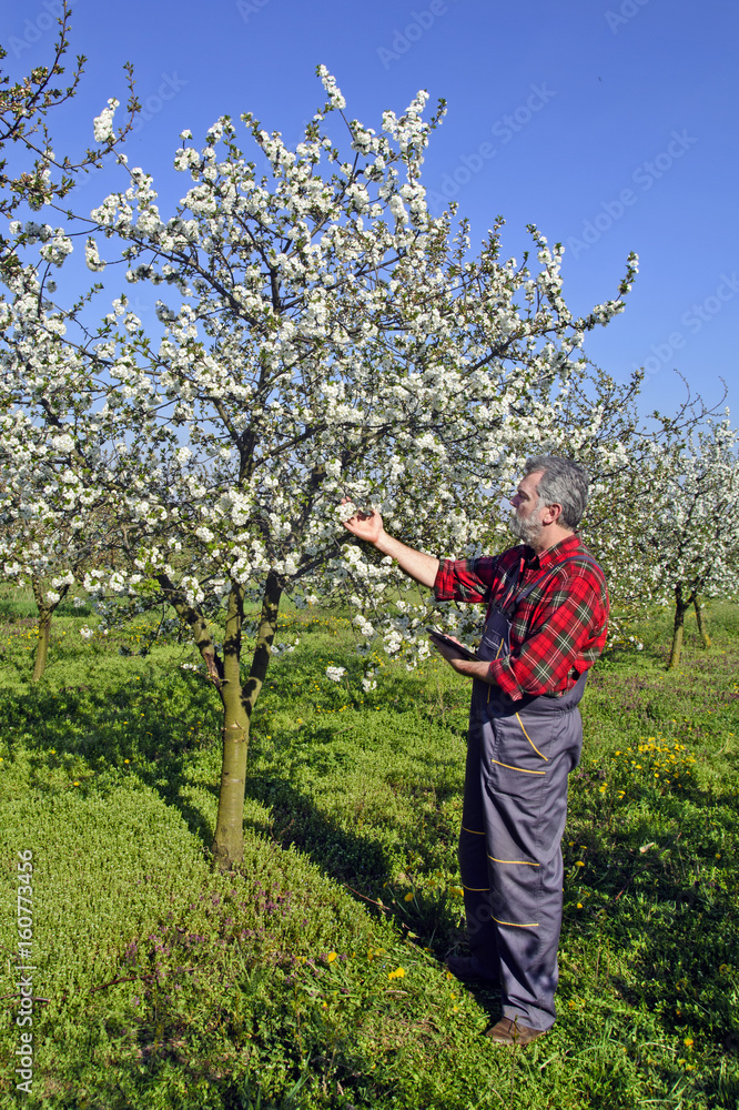 Farmer analyzes flower cherry Farmer analyzes flower cherry