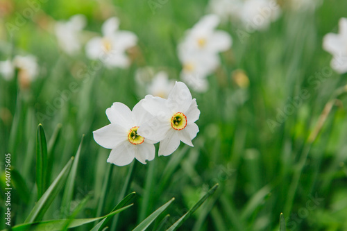 Fototapeta Naklejka Na Ścianę i Meble -  White daffodil field