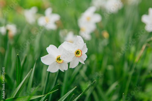 White daffodil field photo