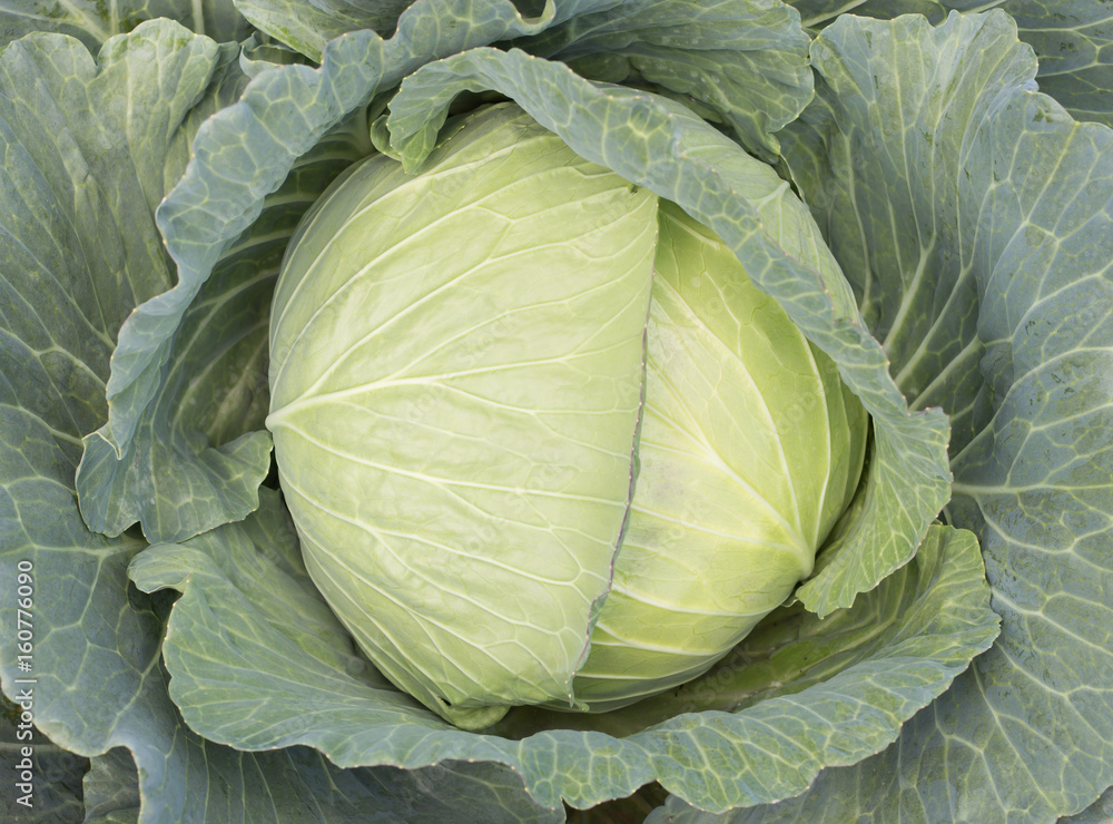 Foto early cabbage.