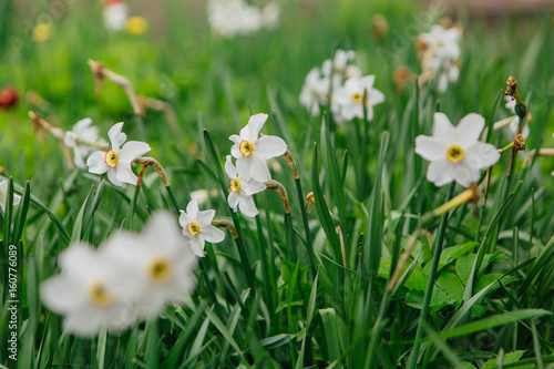 White daffodil field photo