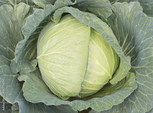 Schilderij op canvas early cabbage.
