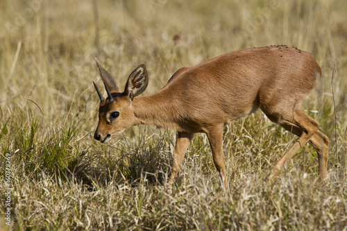 Duiker antelope walking through dry grass photo