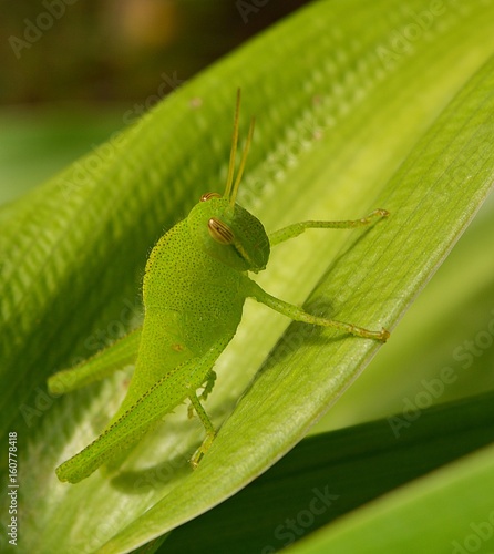 Green grasshoppers stand on green leaves, blurred backgrounds.