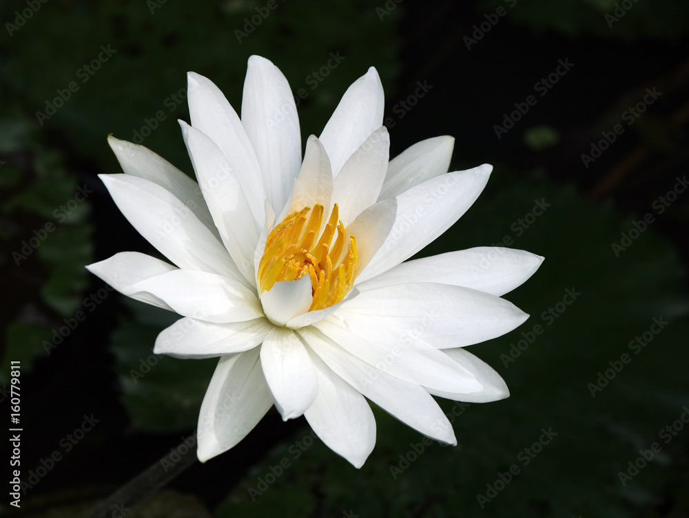 Top view of a nice white water lily with a yellow center on a dark background Top view of a nice white water lily with a yellow center on a dark background