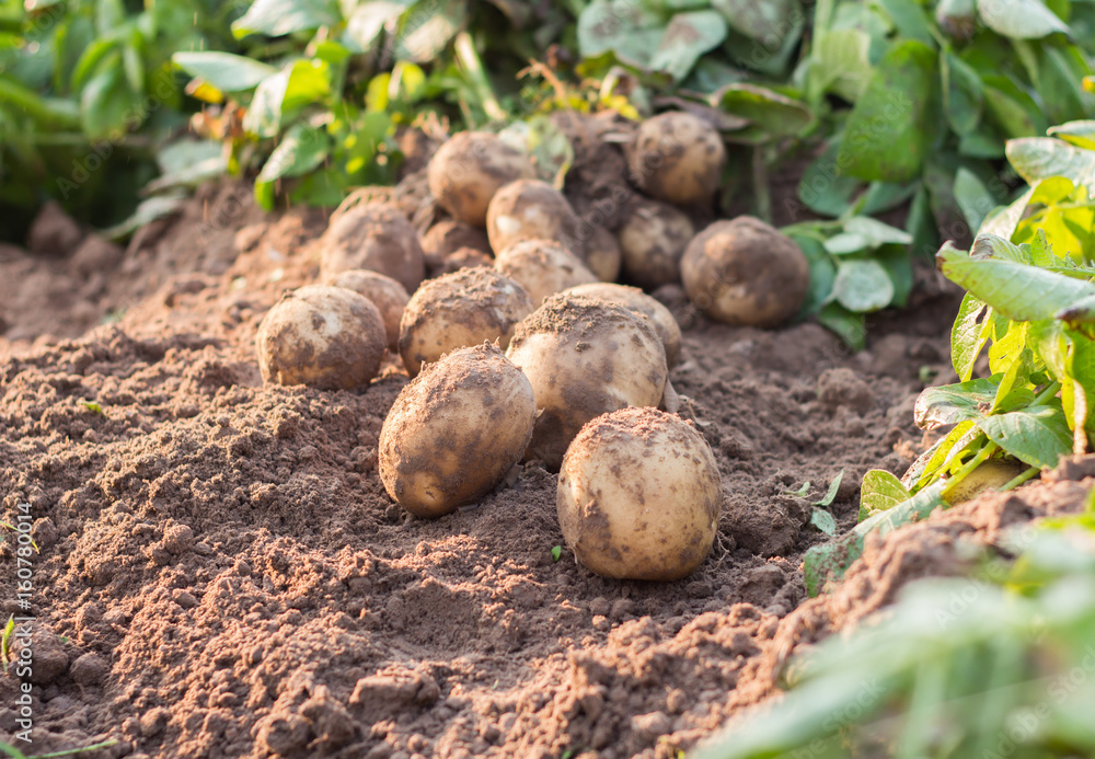 potato potato