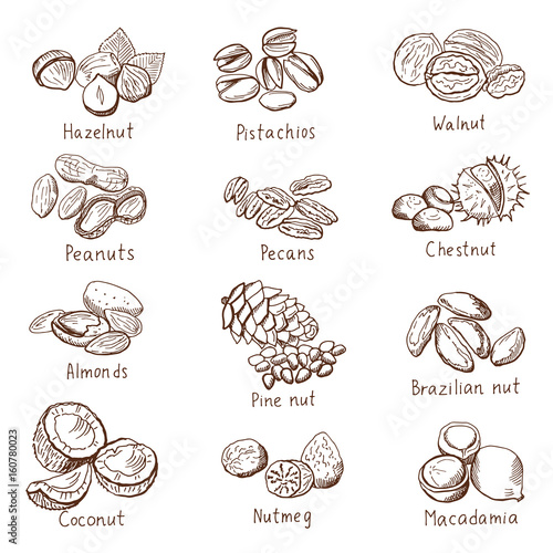 Doodle nuts. Vector hand drawn set isolate on white