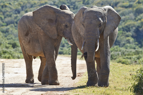 two young elephants walking along a gravel road