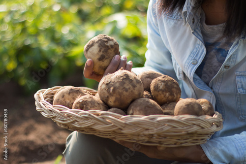 Hands harvesting fresh organic potatoes