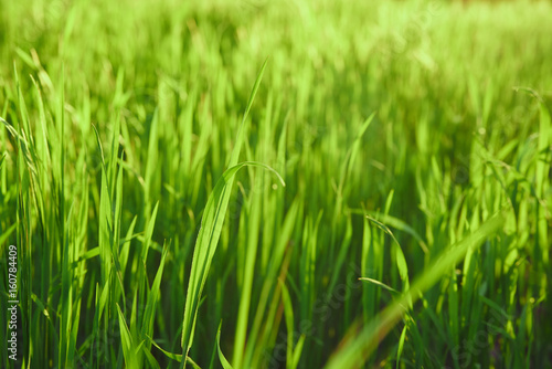Grass, green grass, sun rays fall on the grass
