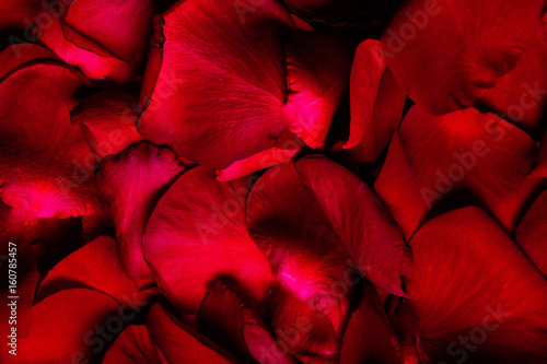 Red rose petals textered background close up macro photo