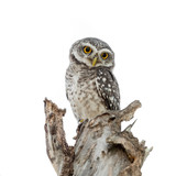 Spotted Owlet in nest isolated on white background