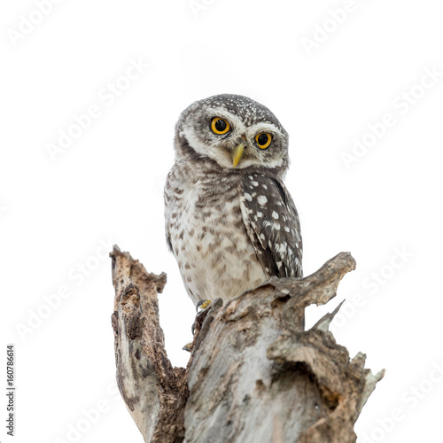 Spotted Owlet in nest isolated on white background © joesayhello