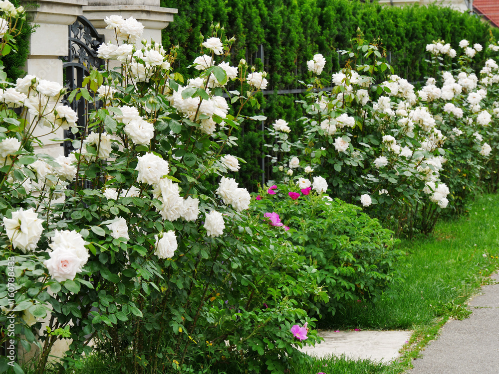 Naklejka premium White rose bushes along the sidewalk