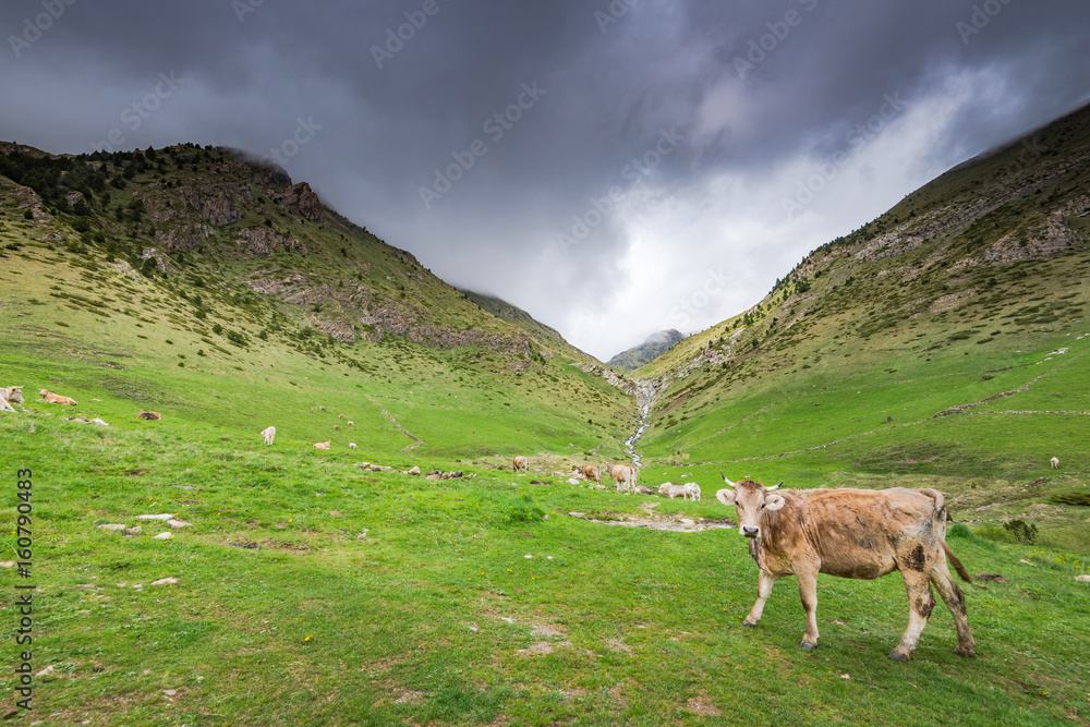 Cow pasture in rural Andorra