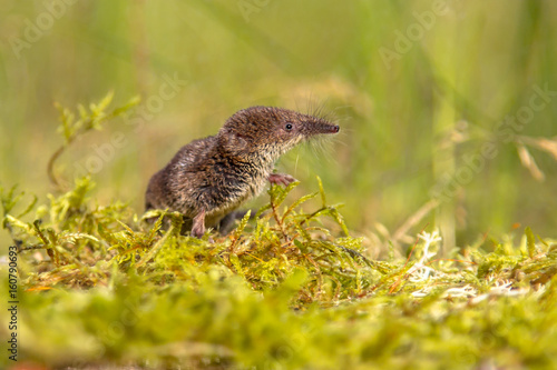 Pygmy shrew looking in natural environment