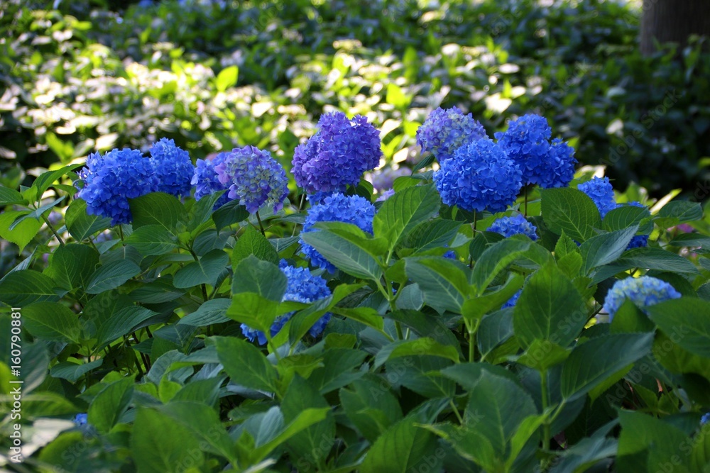 三室戸寺の紫陽花 
