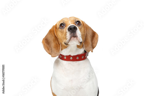 Fototapeta Naklejka Na Ścianę i Meble -  beautiful beagle dog isolated on white