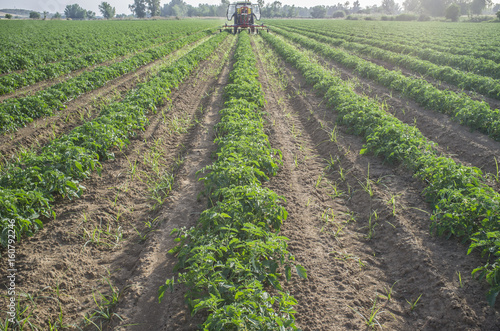 Tractor spraying pesticides over young tomato plants photo