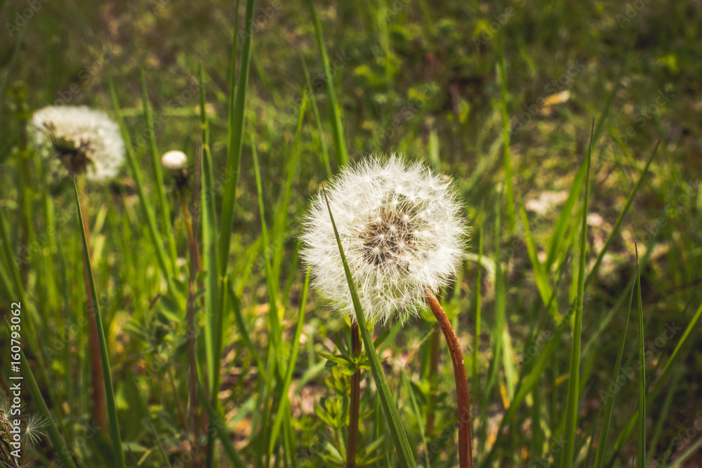Pusteblume Pusteblume