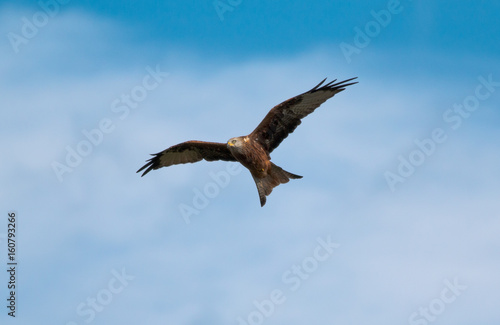 Red kite © Chris Dawney