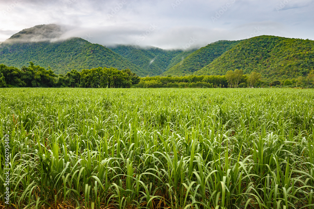Sugar Cane Farm Sugar Cane Farm